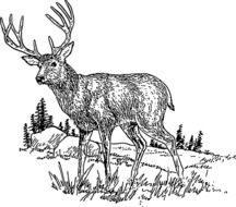 Deer and Wild Trees drawing