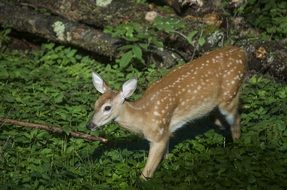 young wild deer in the forest
