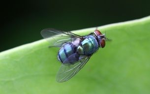 a fly on a green leaf close-up on blurred background