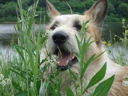 Puppy in a grass