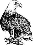 black and white graphic image of a bald eagle in detail