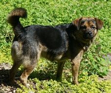mongrel dog on the meadow