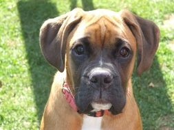 Boxer dog on the green field