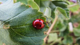 red lady bug in wildlife