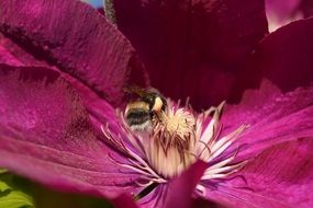 insect on a purple flower