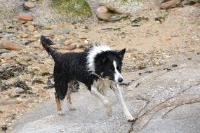 dog climbs up the rock