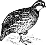 painted quail