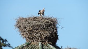stork in a big nest