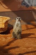 meerkat sitting on the ground near the wicker basket
