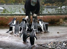 penguin feeding in antarctica