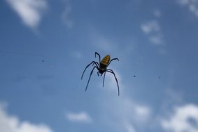 Spider on web at sky