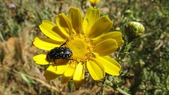 black beetle on the yellow flower