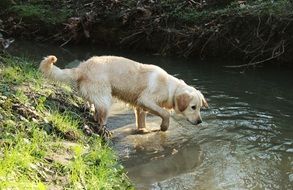 golden retriever in the creek