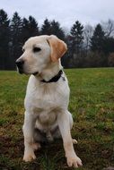 young labrador sits on a green field