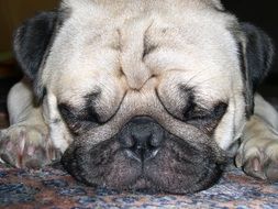 Pug Dog close-up
