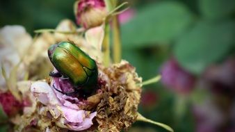 beetle on a rose flower