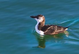 short-winged auk
