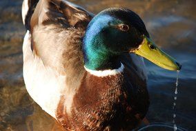 attractive Duck Mallard