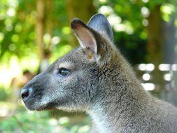 Marsupial Kangaroo