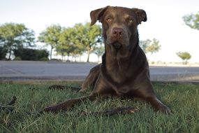 brown labrador on a green lawn