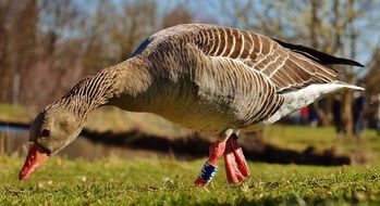 grazing grey goose