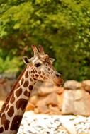 picture of giraffe head in the zoo