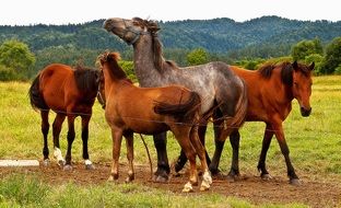 different horses on a pasture in the village