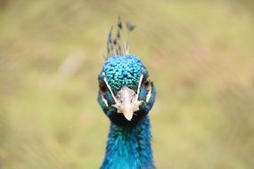 peacock head with blue plumage