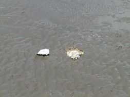 Pacific oysters lie on the wet sand