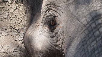 photo of the African elephant's eyes close up