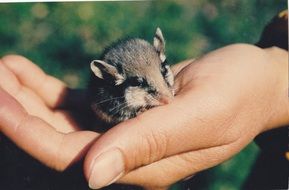 Picture of Mouse on a hand
