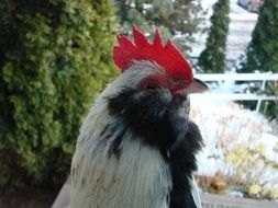 black and white rooster with a red crest
