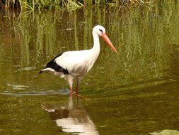 Stork bird in a water