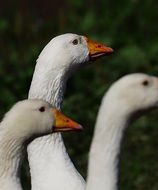 three white goose close-up