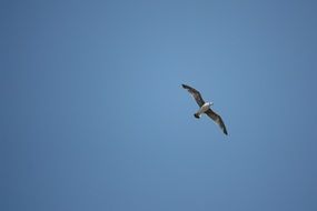 Seagull bird flies in the sky