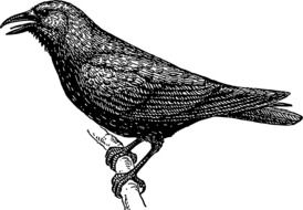 black and white graphic image of a raven in detail