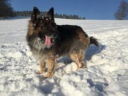 schäfer dog in the snow on a sunny day