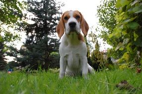 cute bigel in the garden