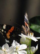 macro picture of Butterfly and Flower