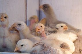 young Chicken with new feathers