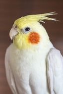 The cockatiel is a bird that is a member of the cockatoo family endemic to Australia.