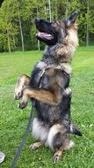 training of a german shepherd in a green meadow