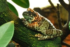 Frog with brown points in the wildlife