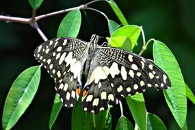 butterfly lime on a branch with green leaves