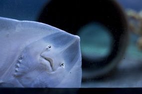 stingray fish in the sea