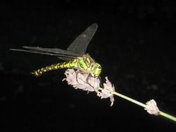 night dragonfly on a flower close-up