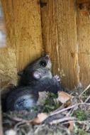 rodent climbing a wall