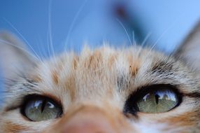 green eyes of a cat close-up