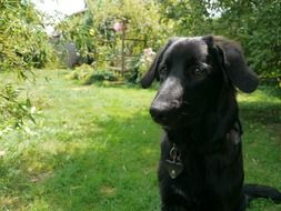 black dog in a garden