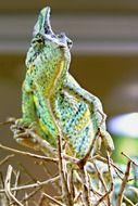 Chameleon green Animal closeup